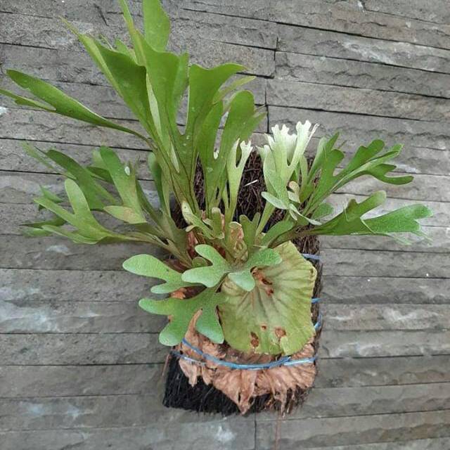 Platycerium Ridelyi Shopee Indonesia
