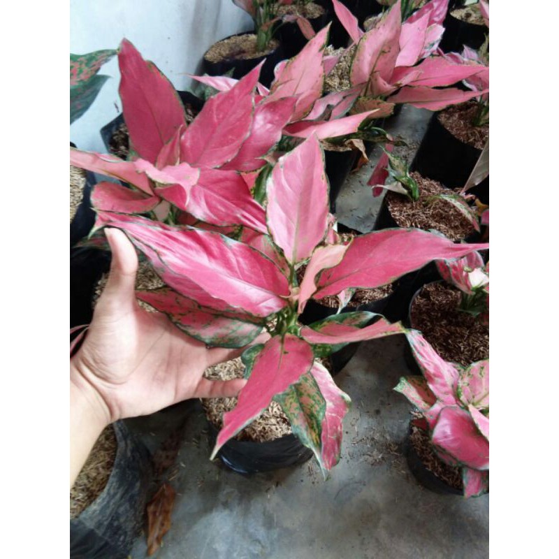 aglaonema ruby garuda / tanaman hias