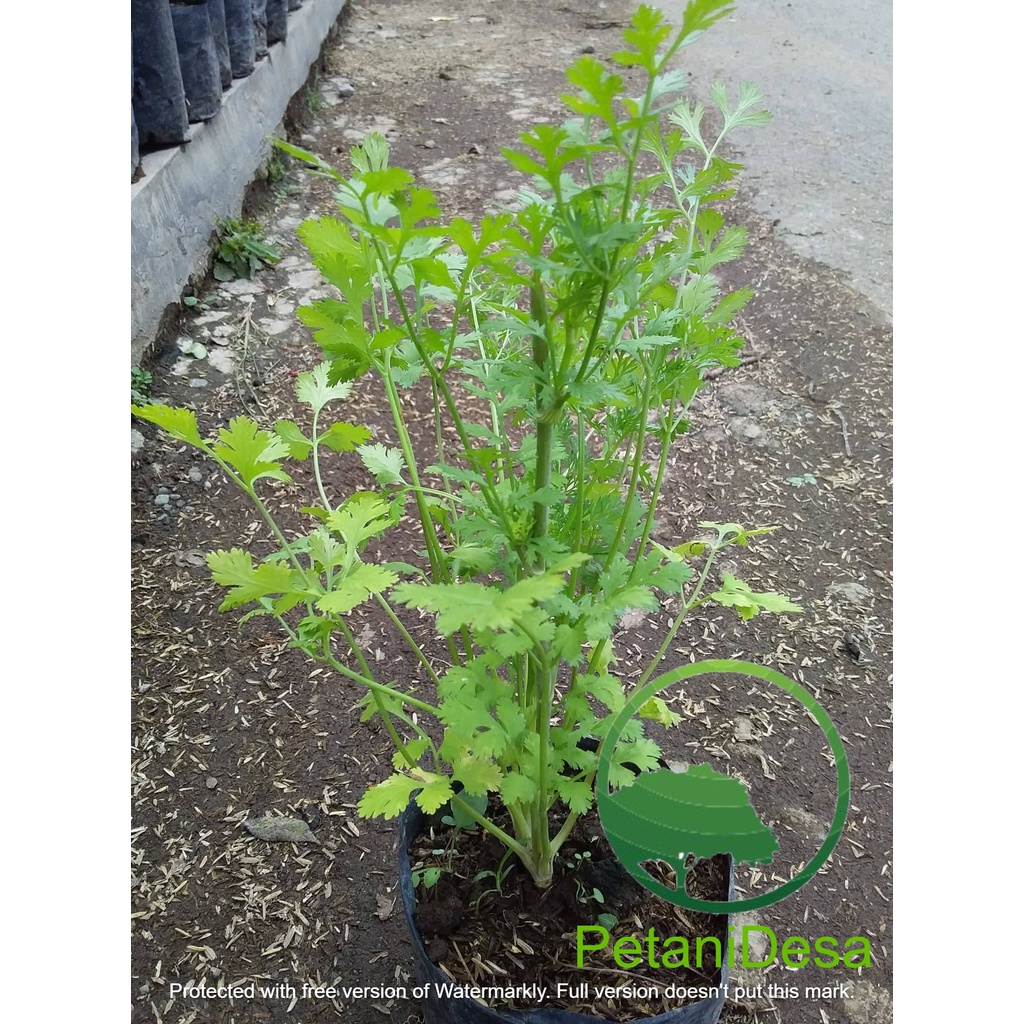 Tanaman Daun Ketumbar - Pohon Ketumbar Wansui - Tanaman Coriander
