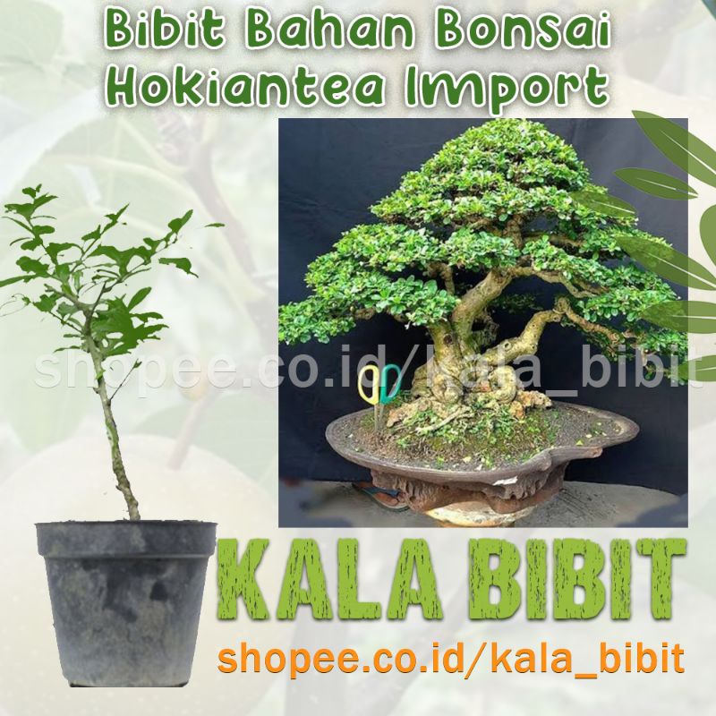 Hokiantea import / hokiantea bunga