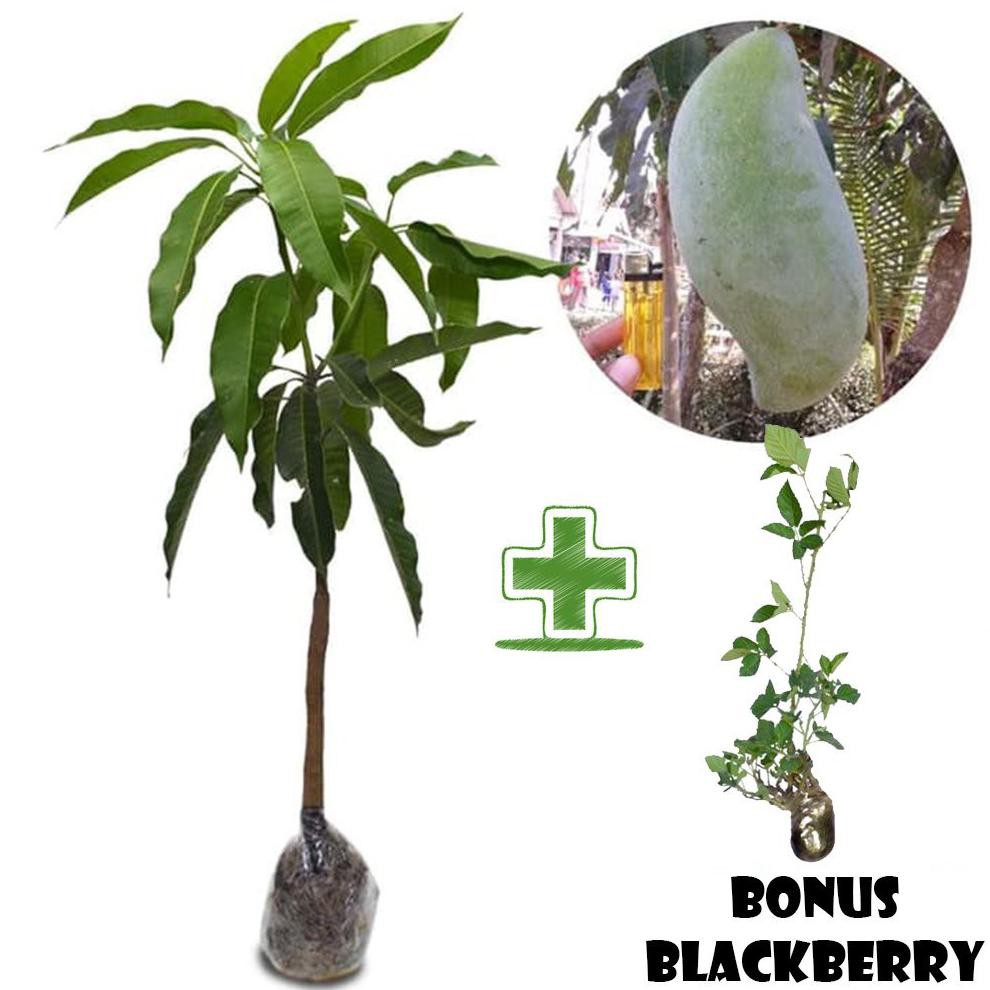 KW IMP0R TANAMAN BUAH MANGGA MAHATIR BONUS BIBIT BLACKBERRY