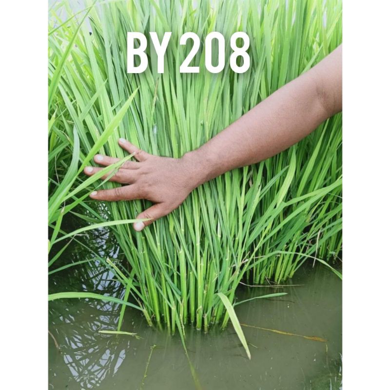 TERBARU Benih padi BY208 5kg - bibit padi anakan banyak