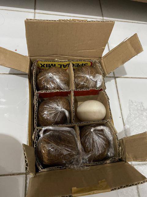 Telur Entok - Mentok Untuk Program Hamil-3