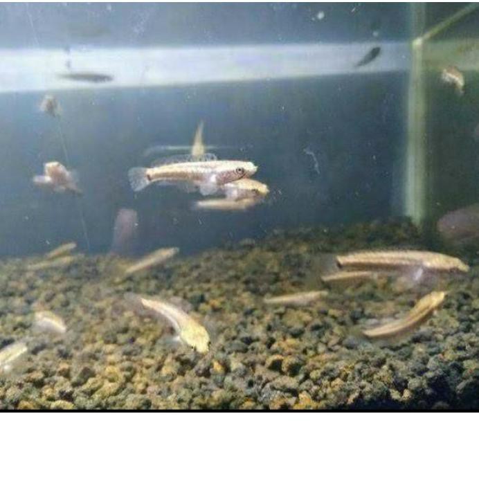 

PROMO 11.11 (pfs-234) ikan channa pulcra blue 2-3cm