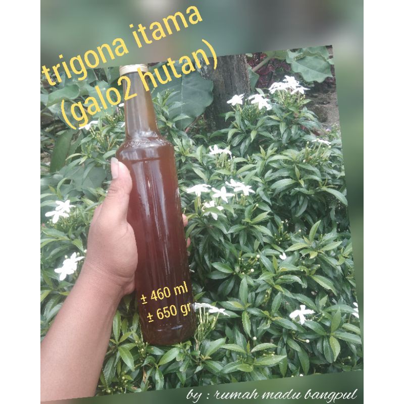 

madu kelulud rimba klanceng galo galo trigona itama dan thorasica