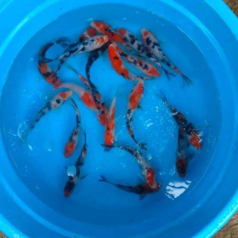 bibit ikan koi sanke kohaku size 10-12cm indukan impor