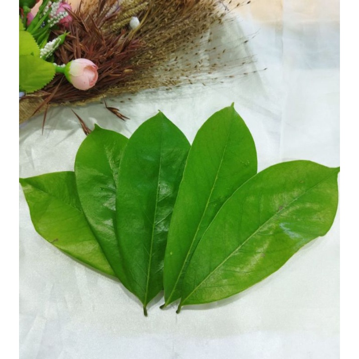 

Daun sirsak/daun nangkasabrang