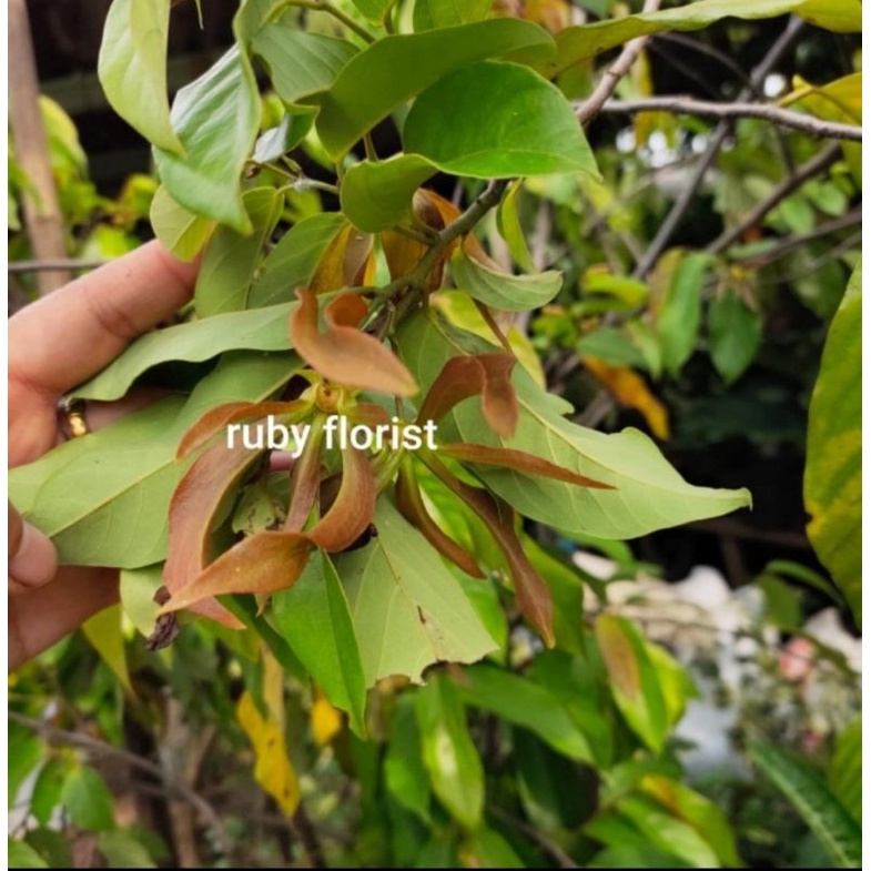 TANAMAN BUNGA KENANGA MERAH ASLI