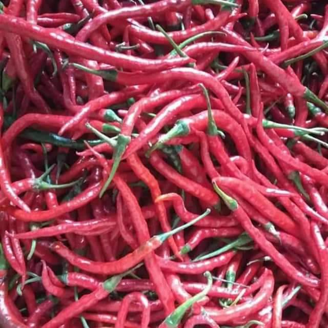 

Cabai merah 500gram