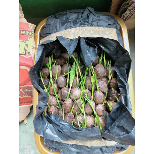 Kecambah pinang unggul betara batara