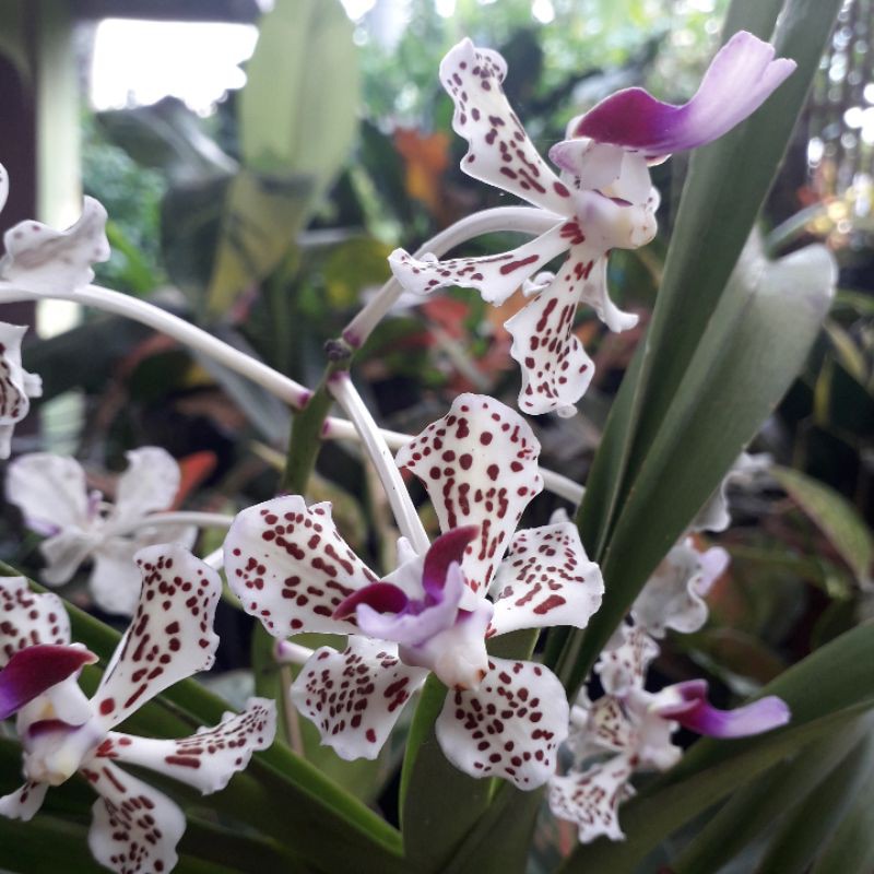 Anggrek vanda tricolor