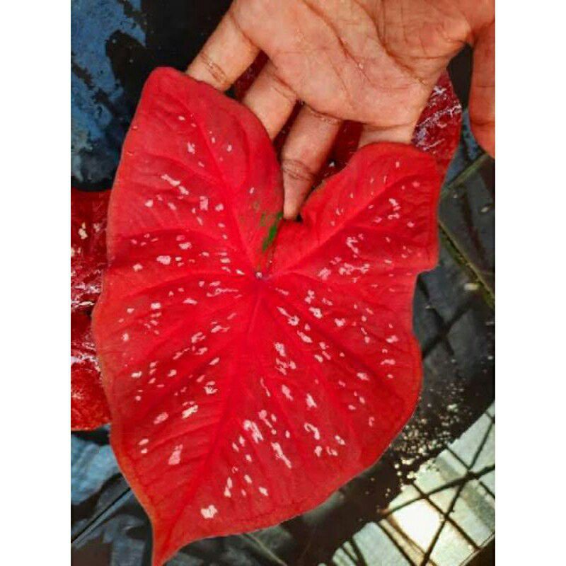 Caladium Red Guardian (UMBI)