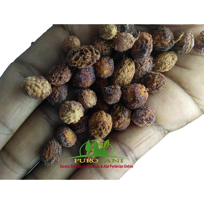 benih seed biji bidara arab kiloan 1kg unggul pilihan