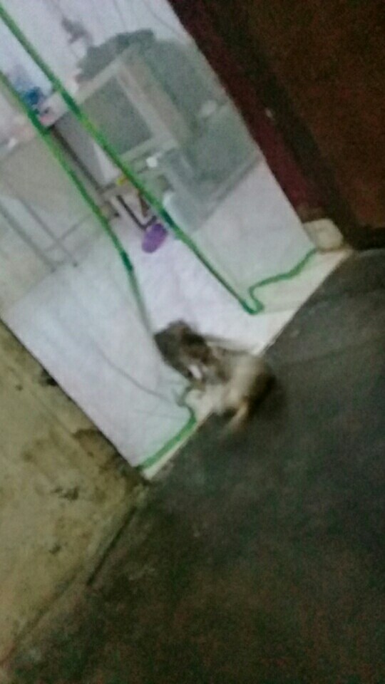 Baju Batik Pria Gus Azmi Syubbanul Muslimin Batik Katun Halus Hadroh Azzahir Santri Muslim,