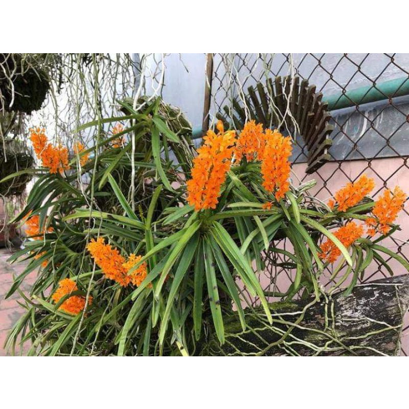 Tanaman Anggrek  asco vanda mini dewasa