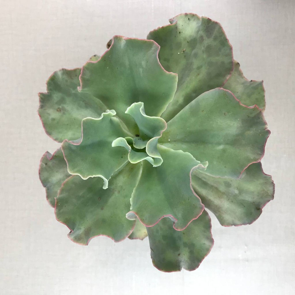 Kaktus Sukulen (Echveria Shaviana Medium Size) Tanaman Hias Hidup