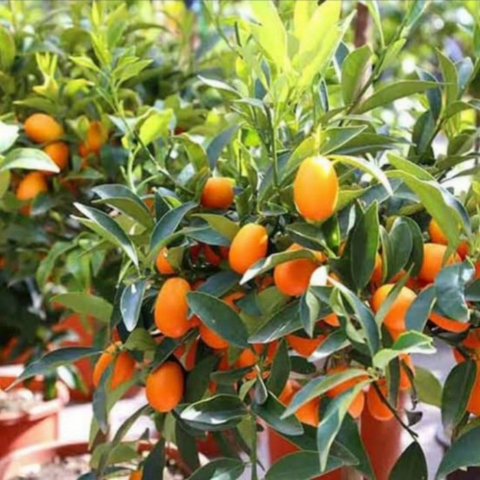 bibit jeruk nagami hasil okulasi pohon jeruk buah jeruk nagami
