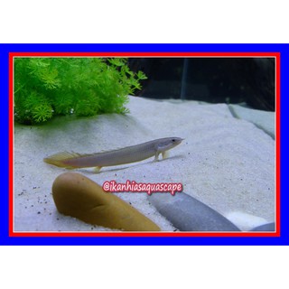 Ikan Palmas Senegalus Predator Hias Ikan Naga Primitif | Shopee Indonesia