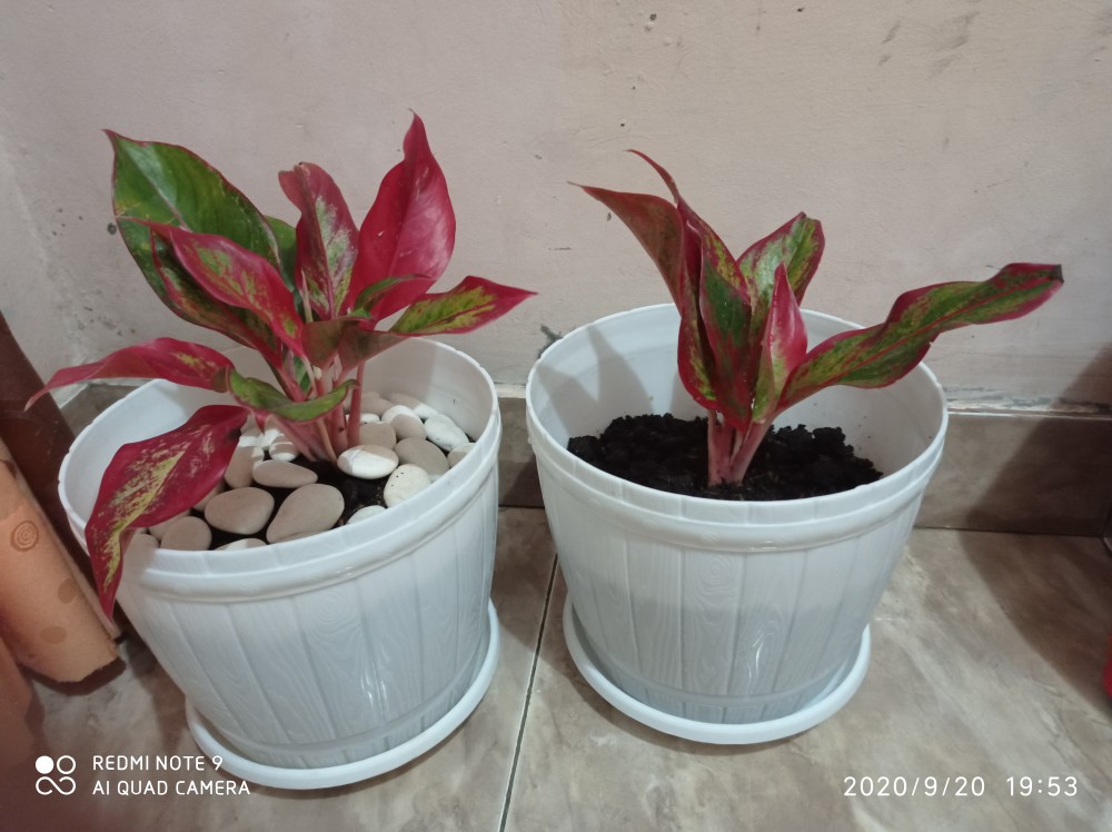 Aglaonema Lipstick Tanaman Hias