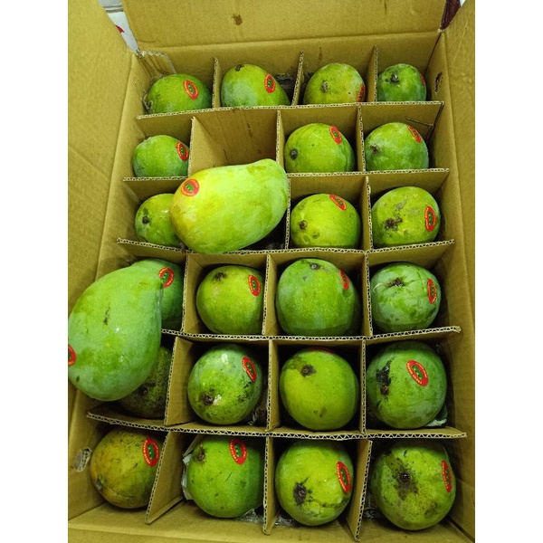 

MANGGA ALPUKAT ISI 10kg