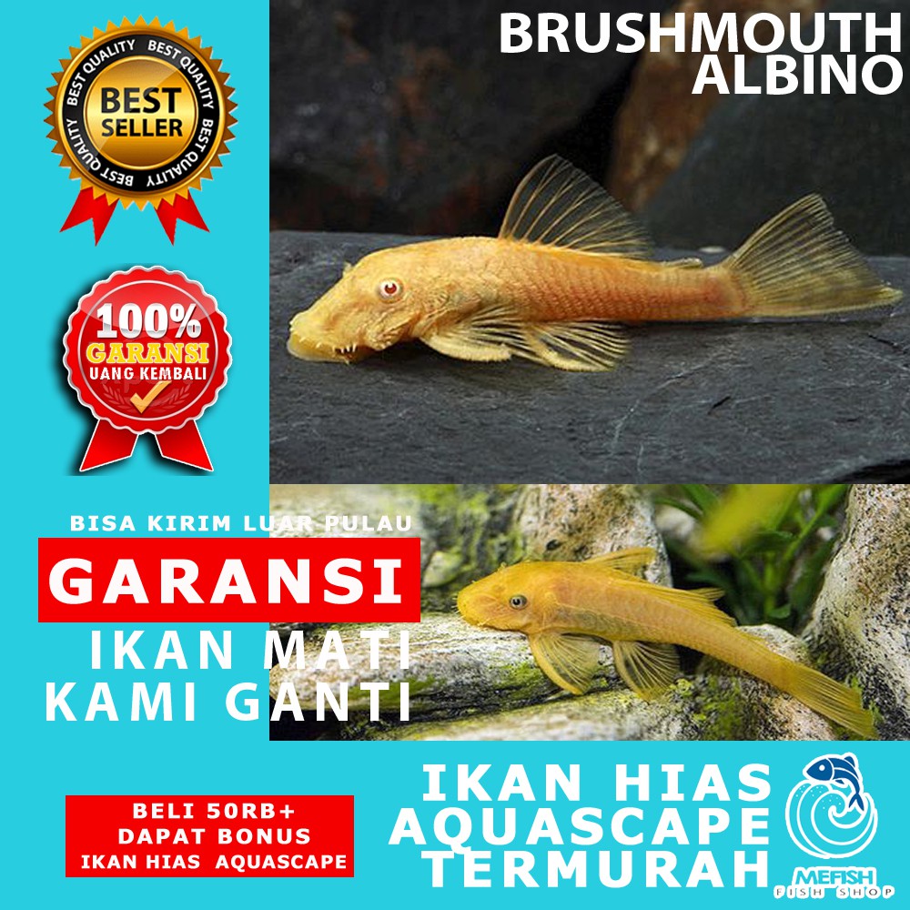 Ikan Aquascape / Ikan Hias Aquascape / Ikan Hias Aquarium - MEFISH_ID ( BRUSHMOUTH ALBINO )