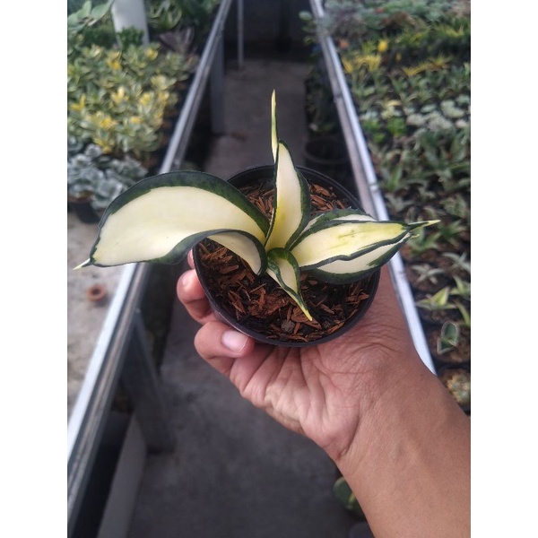 Sansevieria Golden Wendy