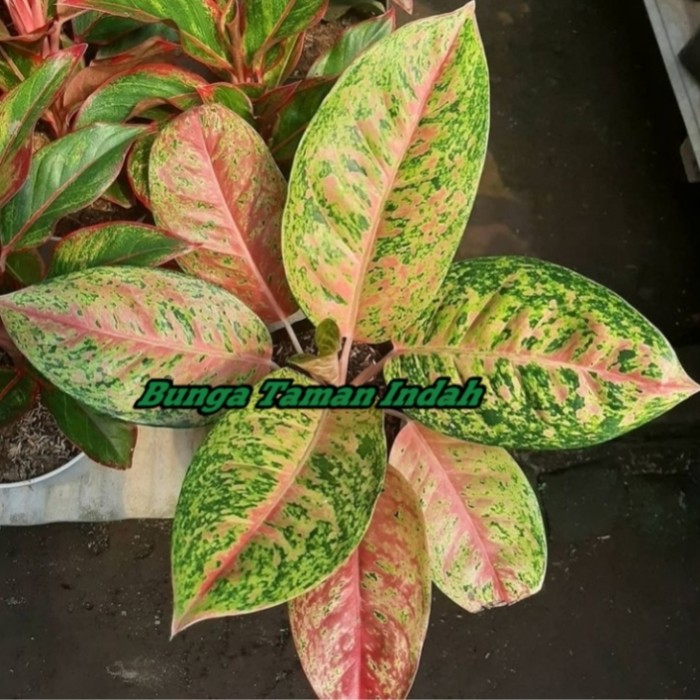 Tanaman Hias Aglonema Bigroy - Aglonema Bigroy