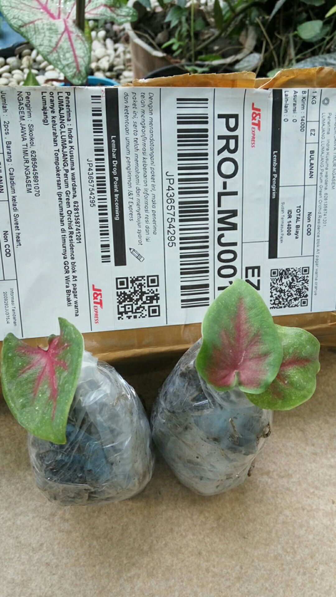 Caladium Keladi Sweet Heart Shopee Indonesia