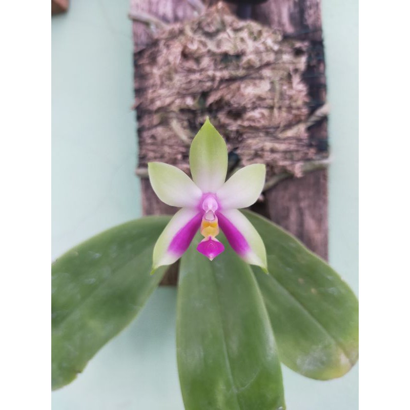 Phalaenopsis bellina