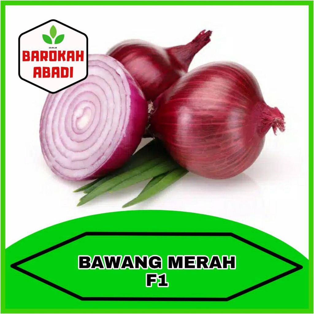 (Isi 35 Butir) Benih Bawang Merah Unggul Non Hibrida