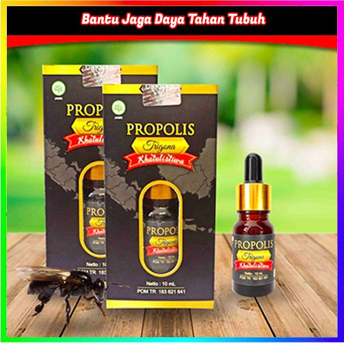 ✅ ASLI MURNI ✅ Propolis Trigona Khatulistiwa dari Lebah Terbaik Garis Khatulistiwa