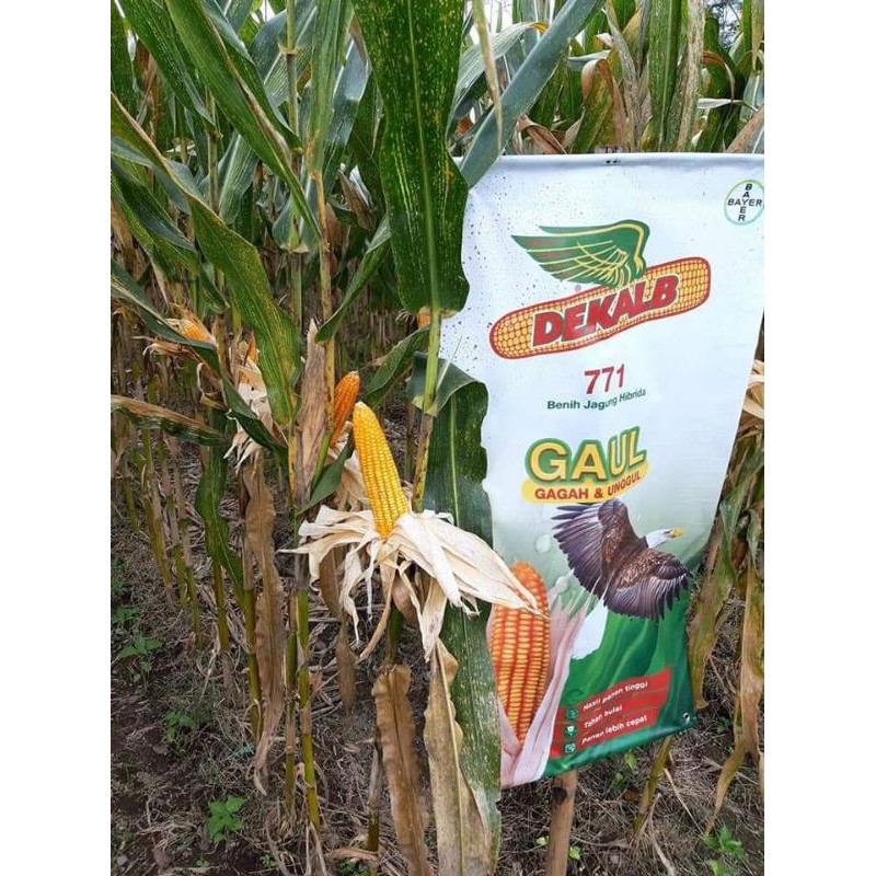 Benih jagung DK771