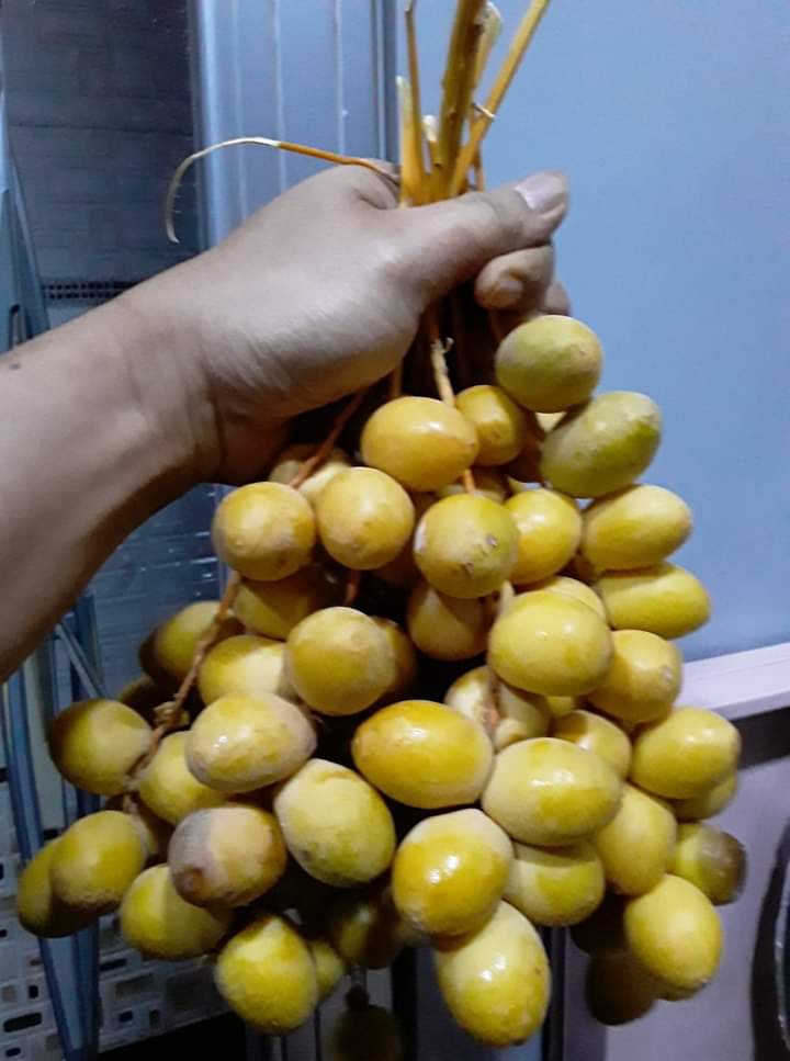 Baju Batik Anak Laki-laki Lengan Panjang Bisa Buat Sekolah Hari Batik