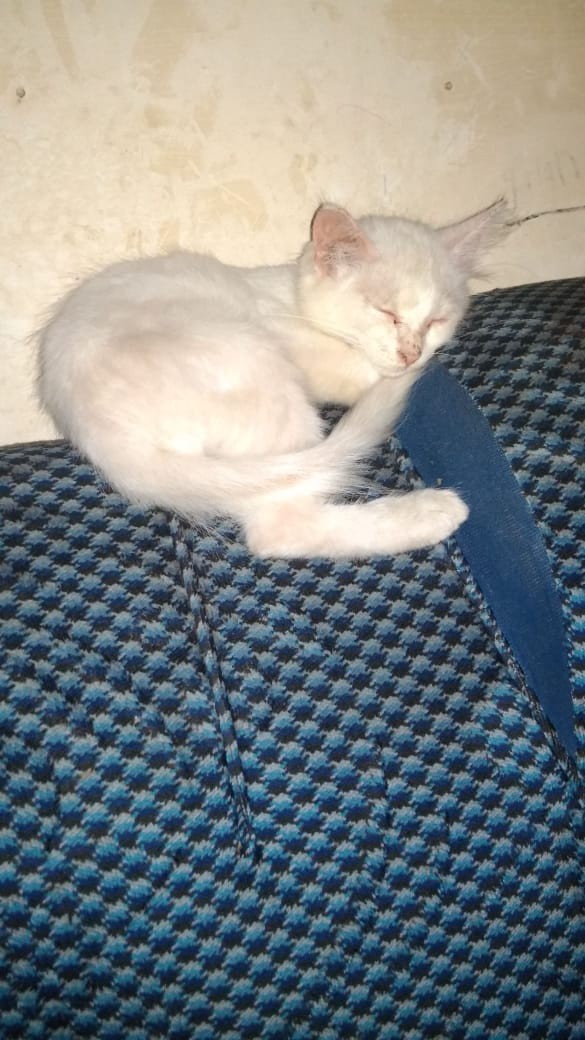 Stiker Kaca / Sticker Kaca Sanblast - Sk28 - High Quality