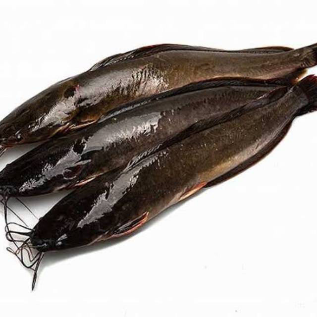 

Ikan lele fresh hidup kiloan