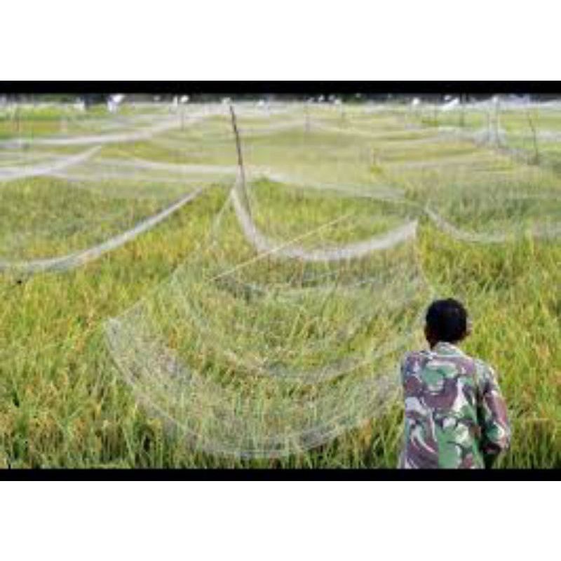 jaring padi senar 0.12 / jaring burung pipit dan emprit / jaring penutup sawah