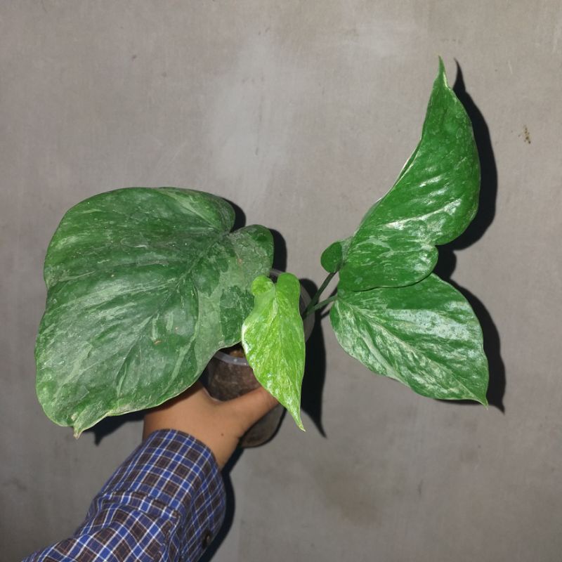 Epipremnum sp Merapi