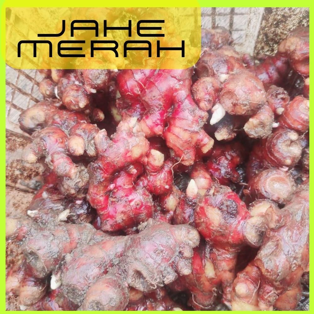 

jahe merah jahe merah segar jahe merah 1kg bibit jahe merah 1kg jahe merah segar 1kg bibit jahe merah super jahe merah bibit jahe merah medan jahe merah asli jahe merah 1 kg