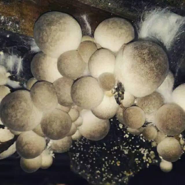 

Jamur Merang Putih... makanan & obat herbal.