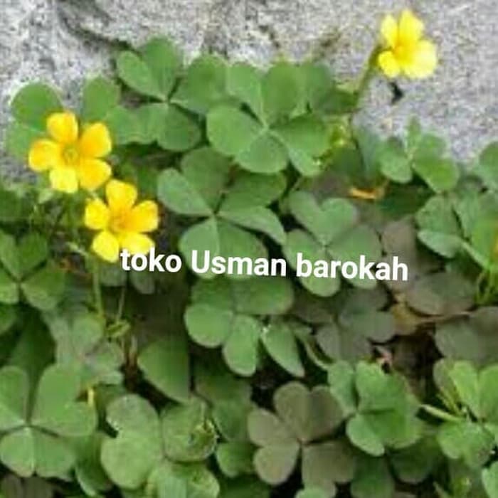 

tanaman calincing (oxalis barrelieri L.)