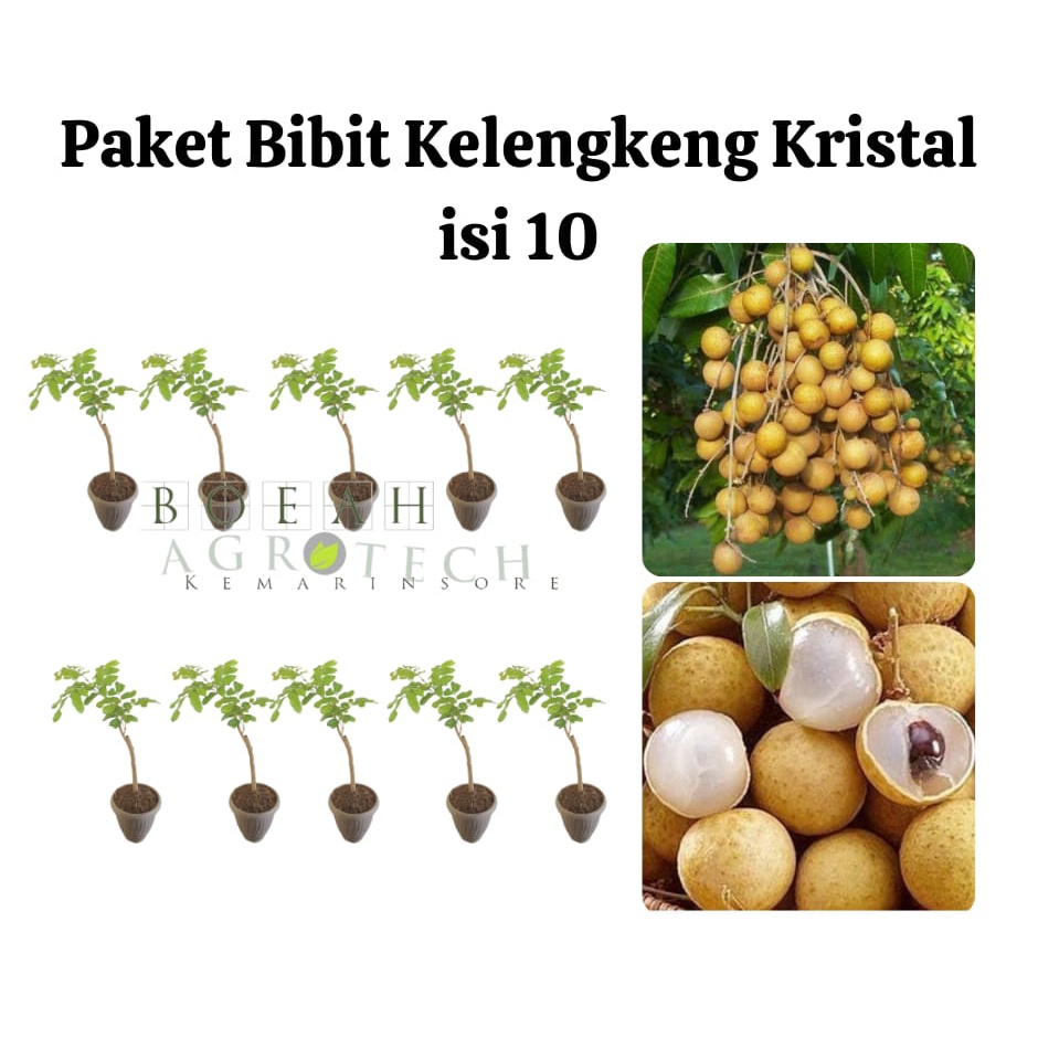 Paket Hemat Bibit Kelengkeng Kristal Okulasi Isi 10 Bonus Bibit Strawberry+Polibag