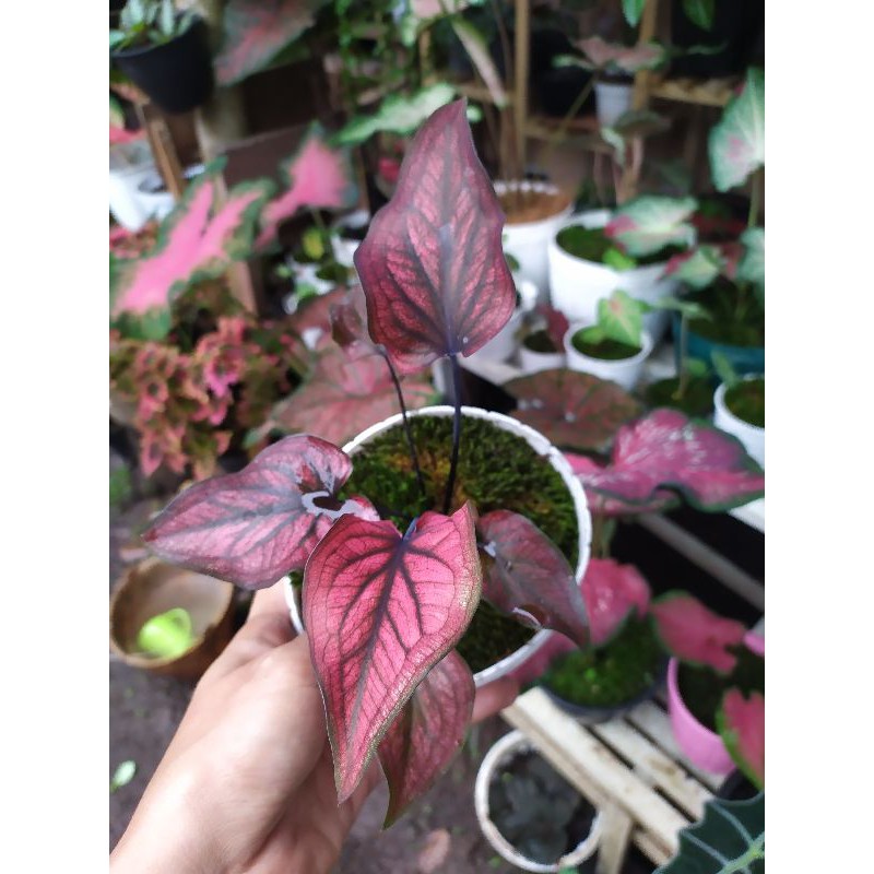 caladium red stone / keladi merah / keladi red stone
