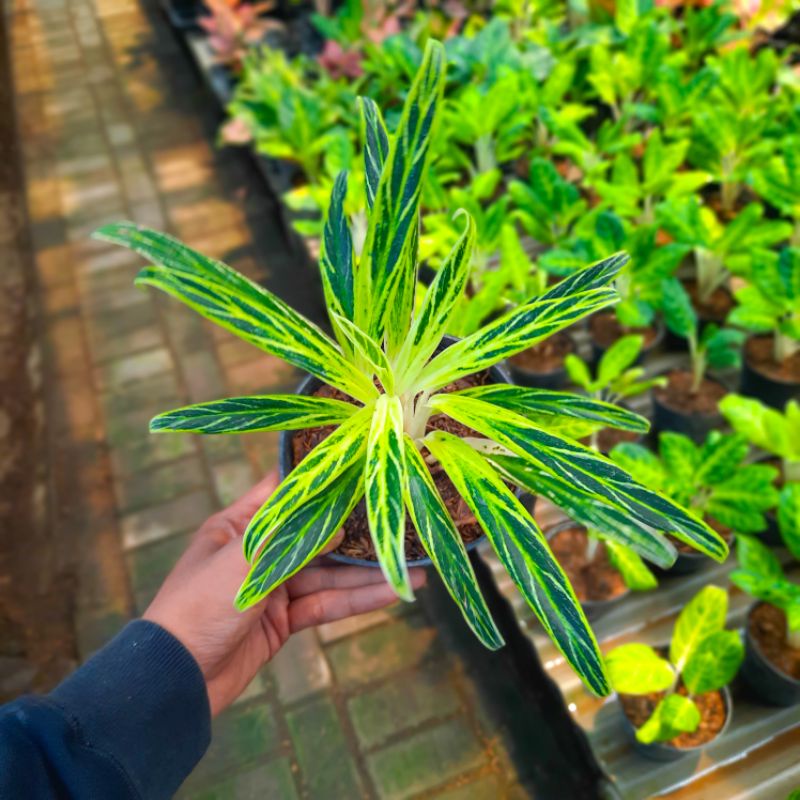 Aglonema Bamboo Tanaman Hias Bunga Aglaonema Murah bambu BUKAN bonggol bibit