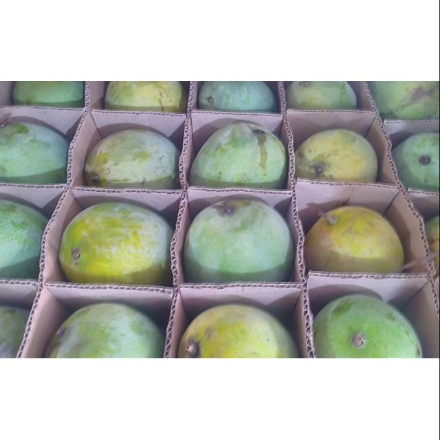 

MANGGA HARUM MANIS PLANTATION/CARTON