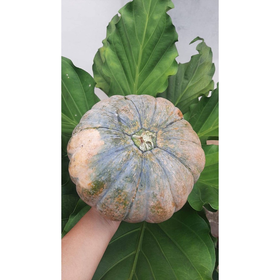 

Labu Parang / Labu Kuning