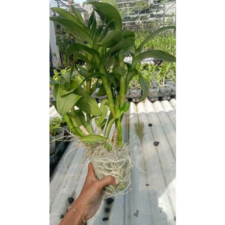 Anggrek Rimbun Soft Pot