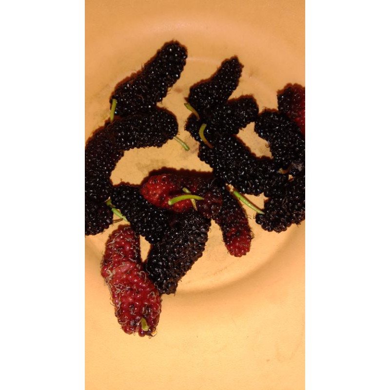 Ready Bibit Cutting Stek Murbei // Bibit Cutting Murbe // Murbei