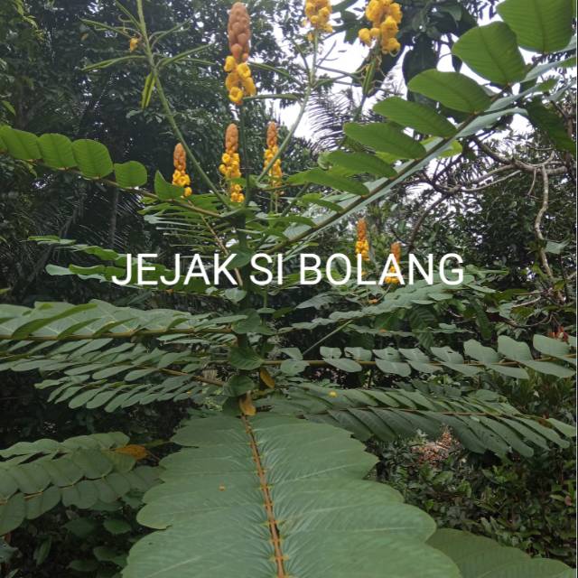 

DAUN KETEPENG PER 100 lembar