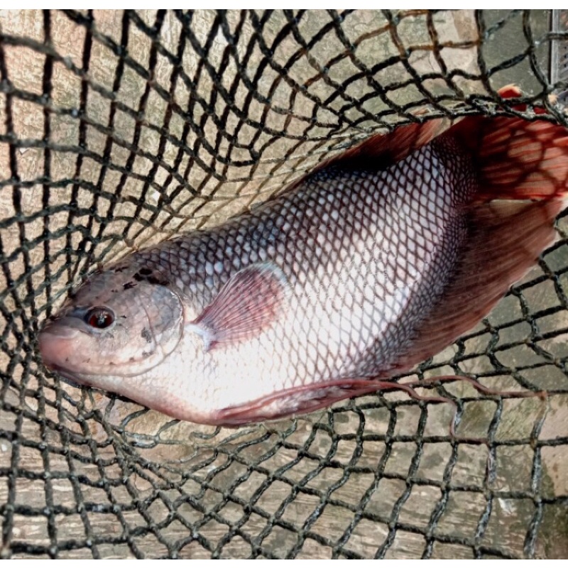 

ikan gurame segar 1kg