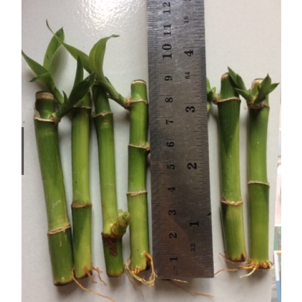 Bambu Hoki Super Tanaman Hias Bambu Hoki Import Jumbo Tanaman Aquascape Jual Perbatang